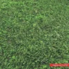 Carpet Grass Outdoor 1m Width Example Photo