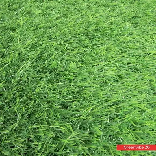 Carpet Grass Close Up Grass